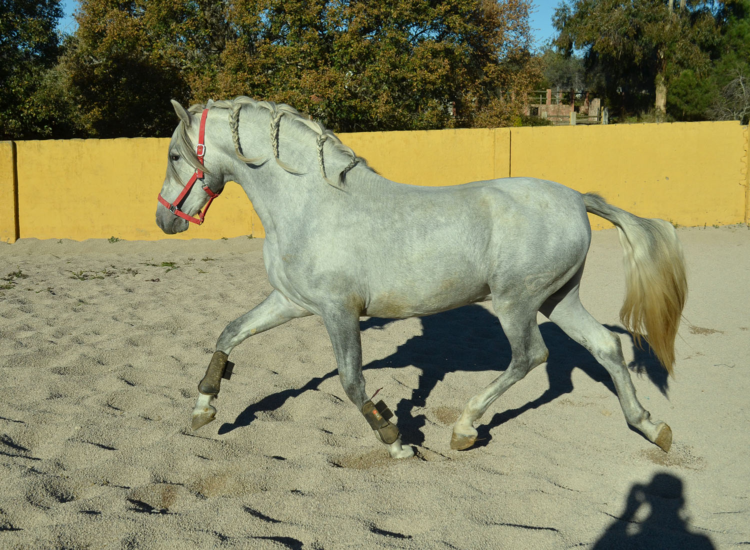 Caballo en Venta